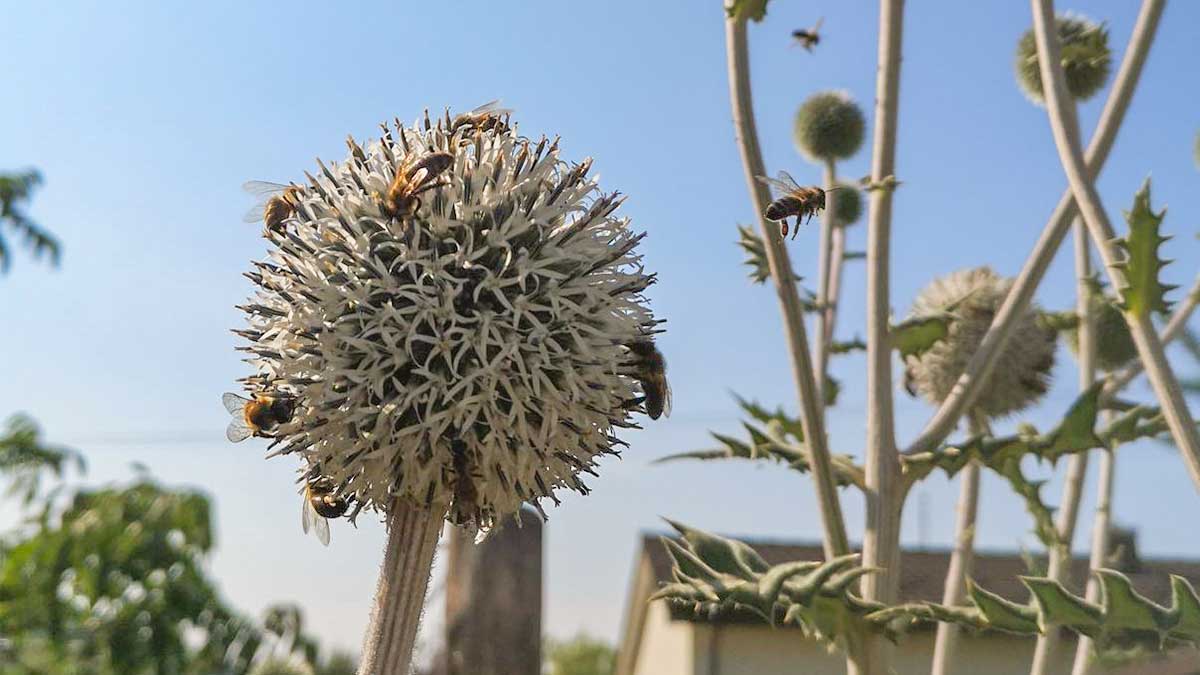 Disteln mit Bienen